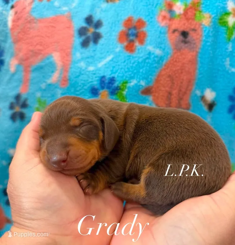 Grady – Miniature Dachshund puppy for sale in Winnsboro, LA