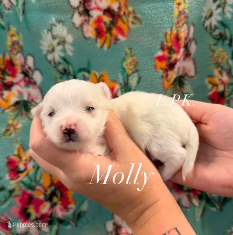 Molly – Maltese puppy for sale in Winnsboro, LA