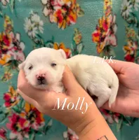 Molly, a female Maltese for sale in Winnsboro, LA – 1 of 1