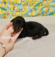 Mini Matt  (BBB Accredited), a male Miniature Dachshund for sale in Winnsboro, LA – Photo 2 of 2