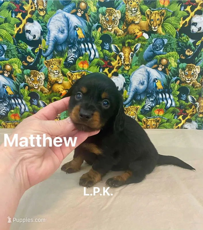 Mini Matt  (BBB Accredited)