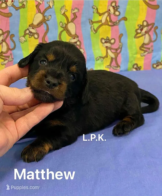 Mini Matt  (BBB Accredited)