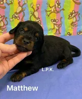 Mini Matt  (BBB Accredited), a male Miniature Dachshund for sale in Winnsboro, LA – Photo 1 of 2