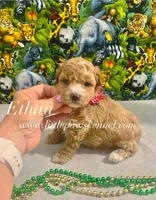 Eathen, a male Maltipoo for sale in Winnsboro, LA – 1 of 1