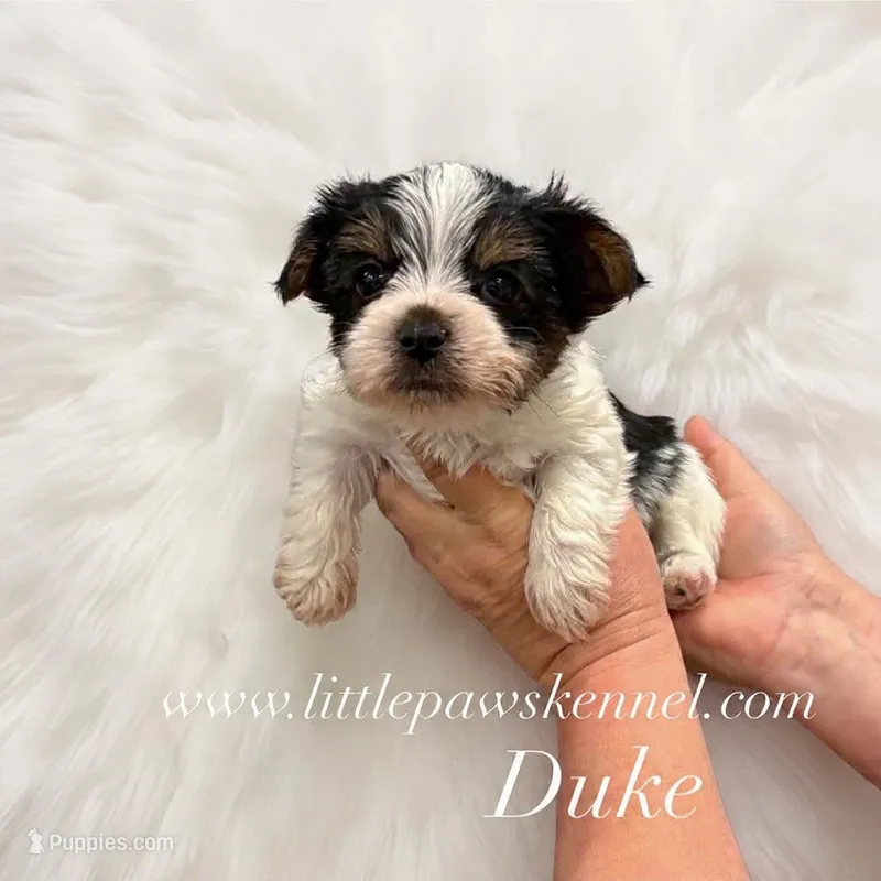 Tiny Duke – Yorkshire Terrier puppy for sale in Winnsboro, LA