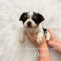 Tiny Duke, a male Yorkshire Terrier for sale in Winnsboro, LA – 1 of 2