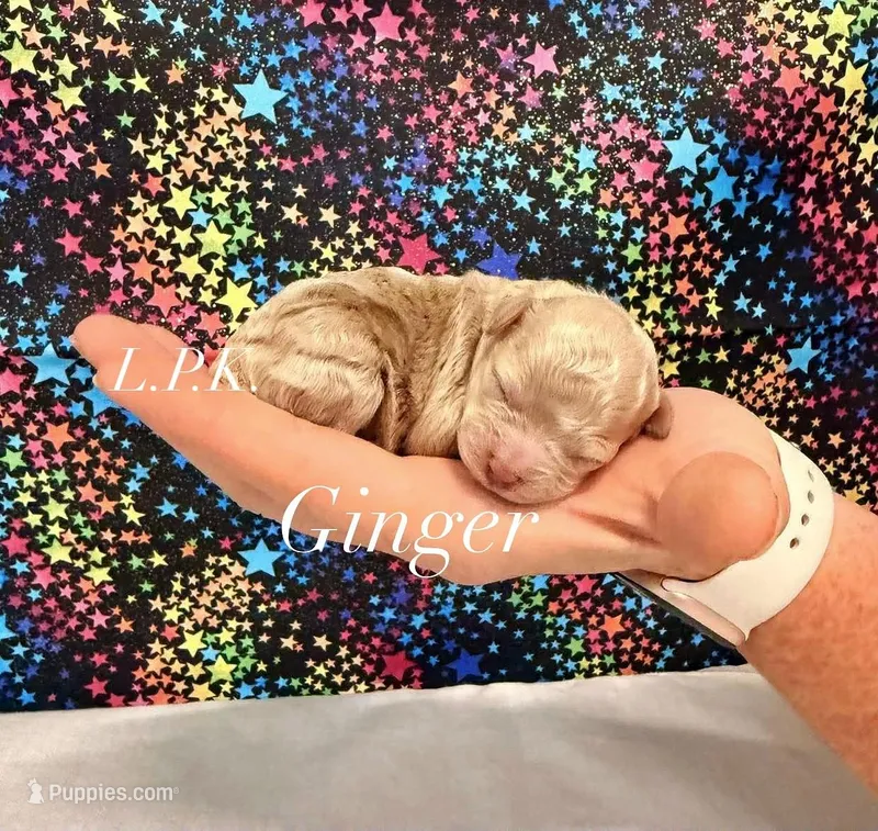 Tiny Toy  Ginger  – Poodle - Toy  puppy for sale in Winnsboro, LA