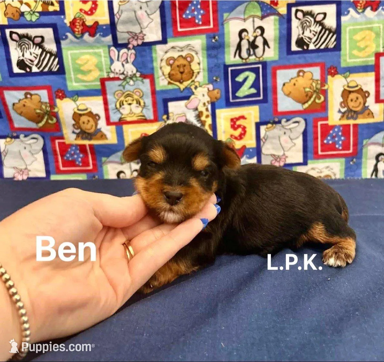 Tiny Ben BBB Accredited Breeder – Yorkshire Terrier puppy for sale in Winnsboro, LA