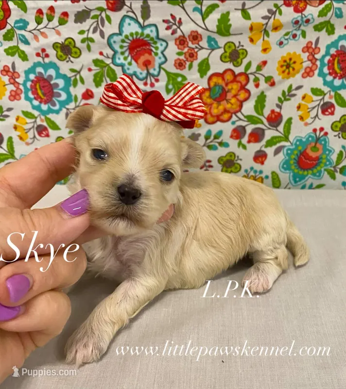 Tiny Skye Female – Maltipoo puppy for sale in Winnsboro, LA