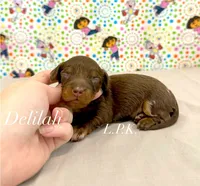 Mini Long Coat Delilah, a female Miniature Dachshund for sale in Winnsboro, LA – 1 of 2