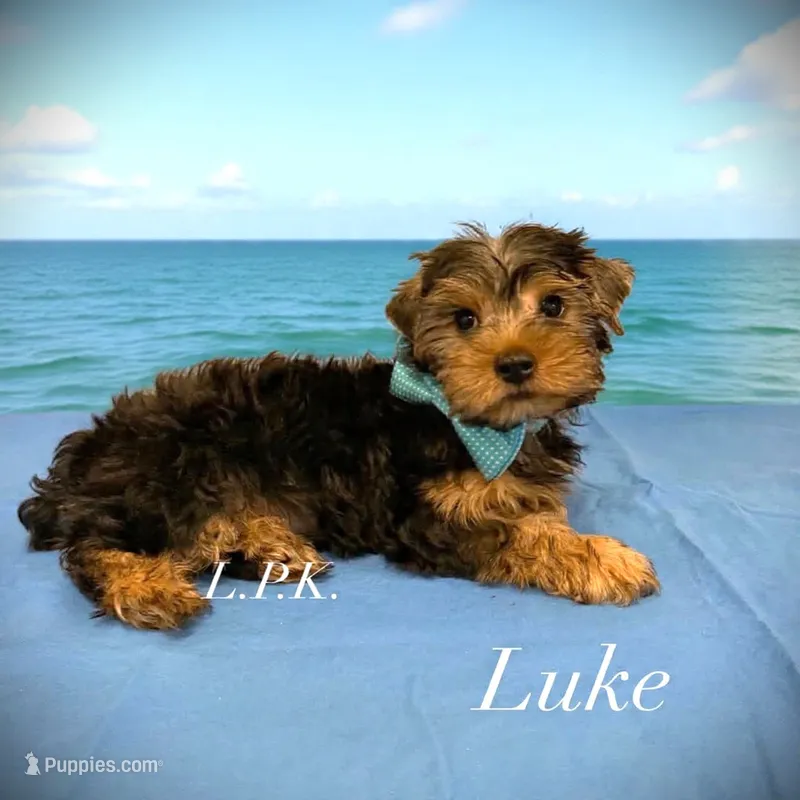 Luke male – Yorkshire Terrier puppy for sale in Winnsboro, LA