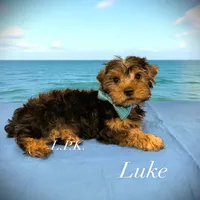 Luke male, a male Yorkshire Terrier for sale in Winnsboro, LA – 1 of 4