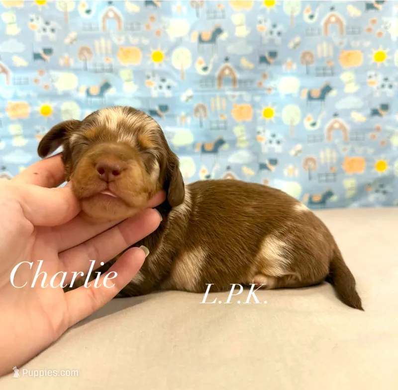 Charlie – Miniature Dachshund puppy for sale in Winnsboro, LA
