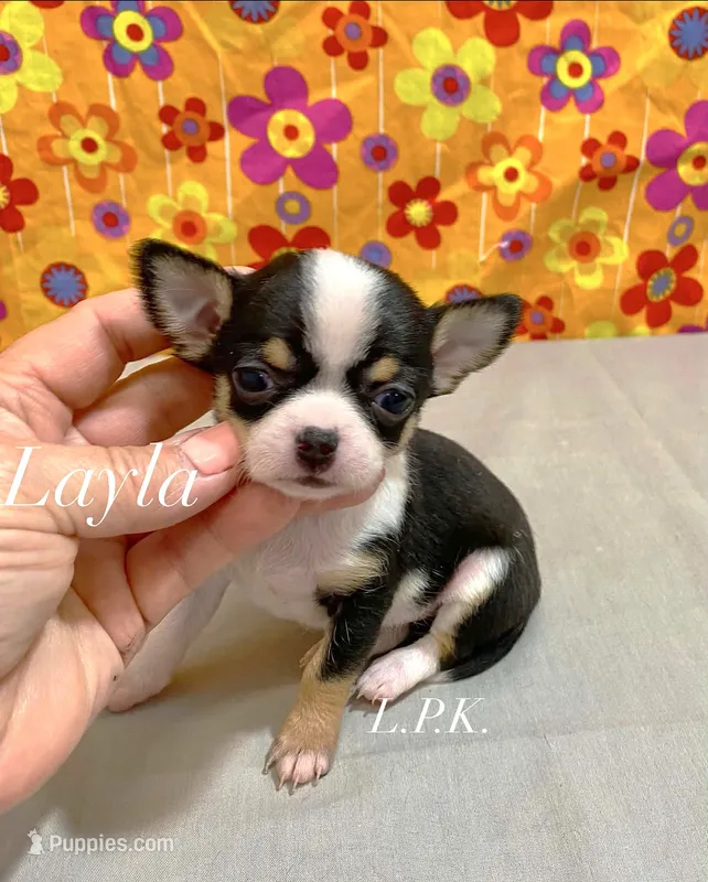 Tiny Layla Female  – Chihuahua puppy for sale in Winnsboro, LA