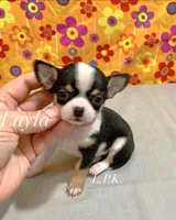 Tiny Layla Female , a female Chihuahua for sale in Winnsboro, LA – 1 of 1