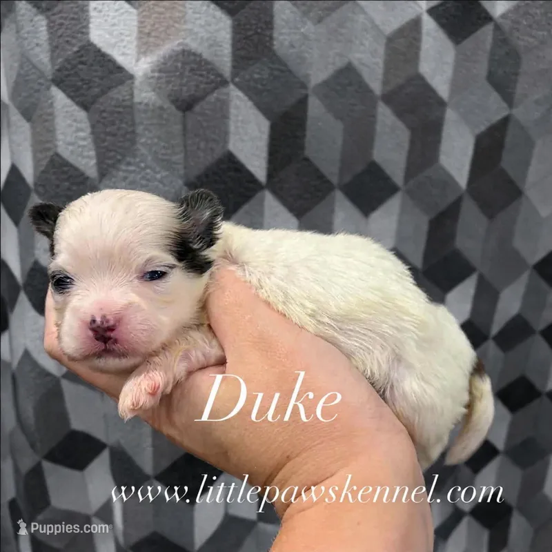 Duke – Mal Shi puppy for sale in Winnsboro, LA