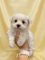 Tiny Daisy, a female Maltese for sale in Winnsboro, LA – 1 of 2
