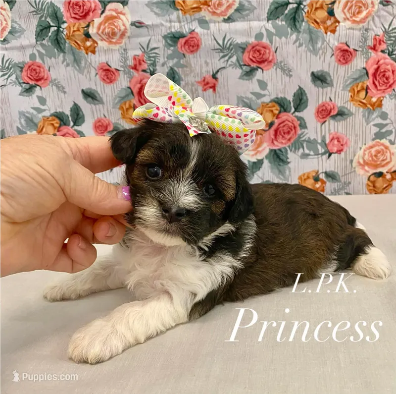 Tiny Princess – Yorkipoo puppy for sale in Winnsboro, LA