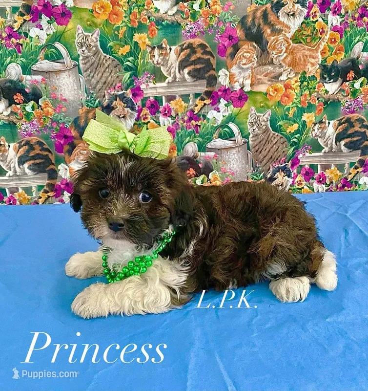 Tiny Princess – Yorkipoo puppy for sale in Winnsboro, LA