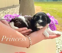 Tiny Princess, a female Yorkipoo for sale in Winnsboro, LA – Photo 1 of 2
