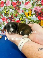 Tiny Princess, a female Yorkipoo for sale in Winnsboro, LA – Photo 2 of 2