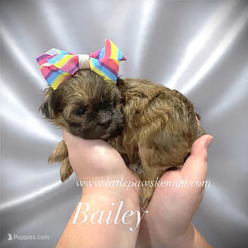 Bailey – Mal Shi puppy for sale in Winnsboro, LA