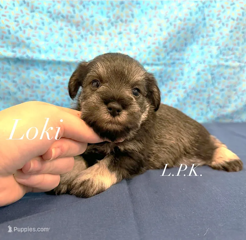 Mini Loki male – Miniature Schnauzer puppy for sale in Winnsboro, LA