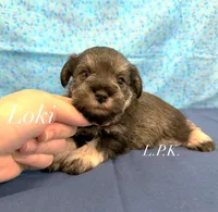 Mini Loki male, a male Miniature Schnauzer for sale in Winnsboro, LA – 3 of 3