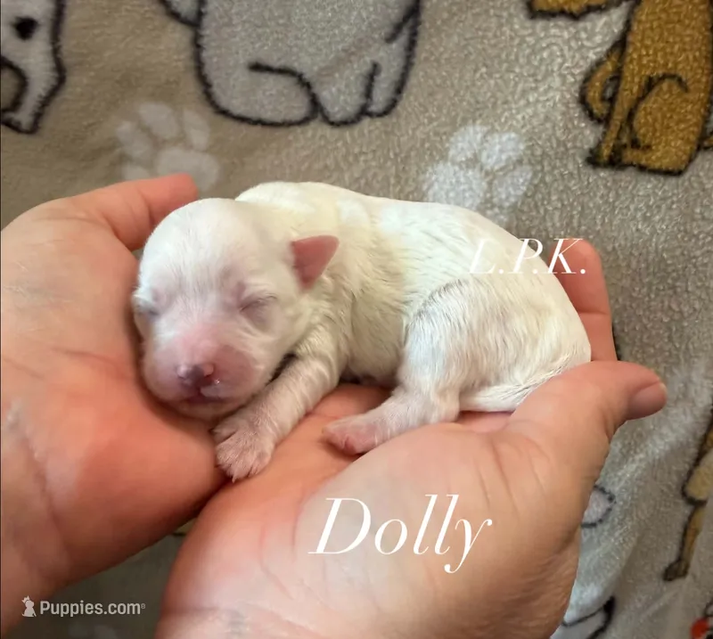 Dolly – Maltipoo puppy for sale in Winnsboro, LA