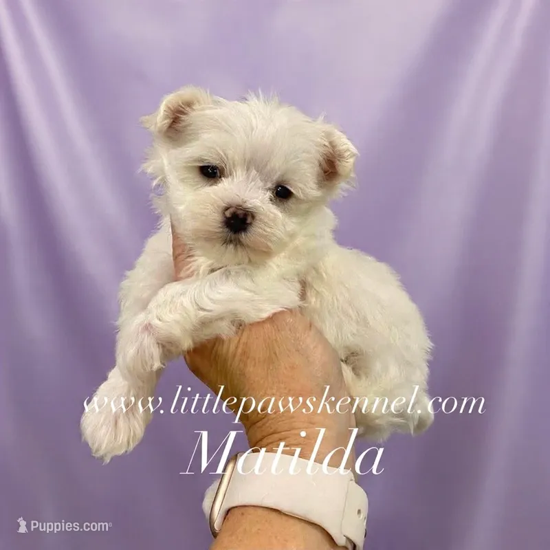 Matilda – Maltese puppy for sale in Winnsboro, LA