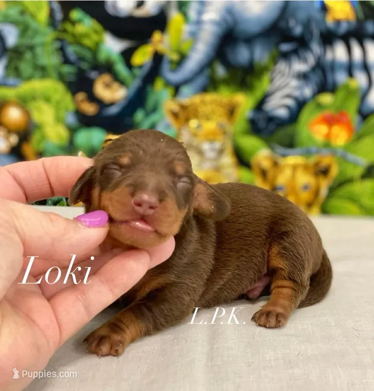 Mini Loki male – Miniature Dachshund puppy for sale in Winnsboro, LA