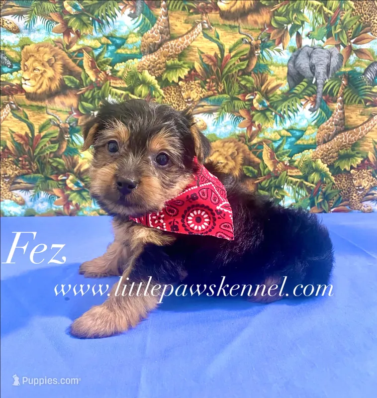 Tiny Fez male  – Yorkshire Terrier puppy for sale in Winnsboro, LA