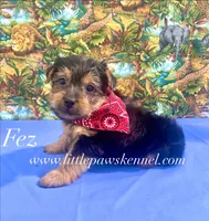 Tiny Fez male , a male Yorkshire Terrier for sale in Winnsboro, LA – 1 of 5