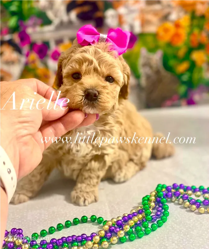 Tiny Arielle – Maltipoo puppy for sale in Winnsboro, LA