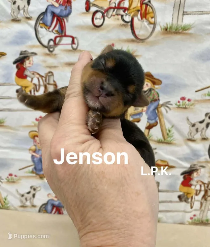 Tiny Jenson, BBB Accredited Breeder