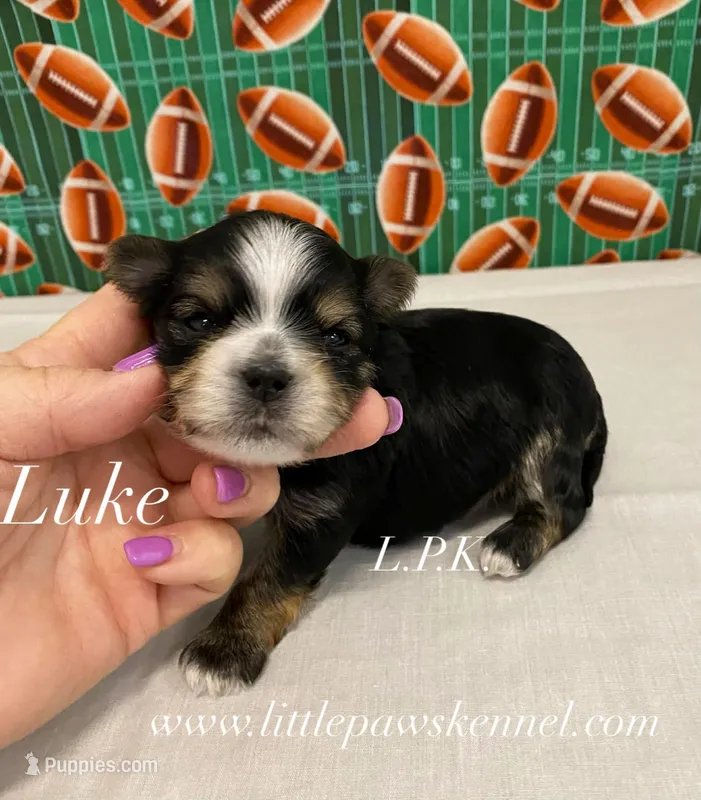 Tiny Luke male, BBB Acredited Breeder – Morkie puppy for sale in Winnsboro, LA