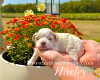 Tiny Harley, a male Maltipoo for sale in Winnsboro, LA – 1 of 2
