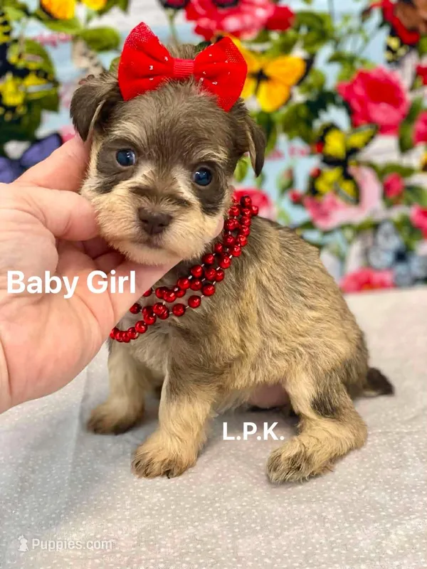 Mini Baby Girl  (BBB Accredited)