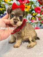 Mini Baby Girl  (BBB Accredited), a female Miniature Schnauzer for sale in Winnsboro, LA – Photo 1 of 5