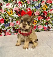 Mini Baby Girl  (BBB Accredited), a female Miniature Schnauzer for sale in Winnsboro, LA – Photo 5 of 5