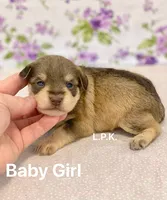 Mini Baby Girl  (BBB Accredited), a female Miniature Schnauzer for sale in Winnsboro, LA – Photo 3 of 5