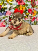 Mini Baby Girl  (BBB Accredited), a female Miniature Schnauzer for sale in Winnsboro, LA – Photo 4 of 5