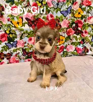 Mini Baby Girl  (BBB Accredited), a female Miniature Schnauzer for sale in Winnsboro, LA – Photo 2 of 5