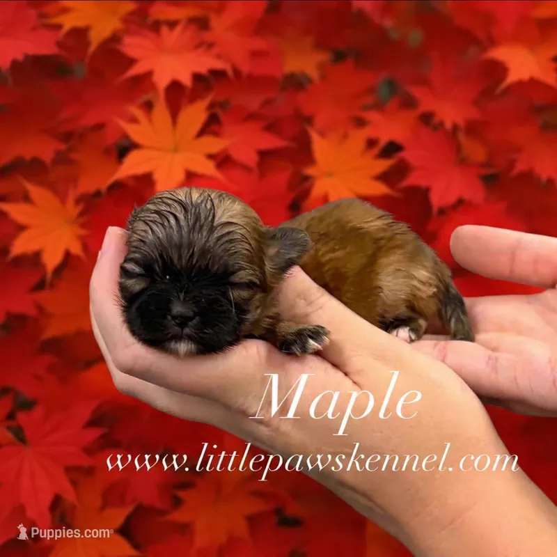 Mapple – Mal Shi puppy for sale in Winnsboro, LA