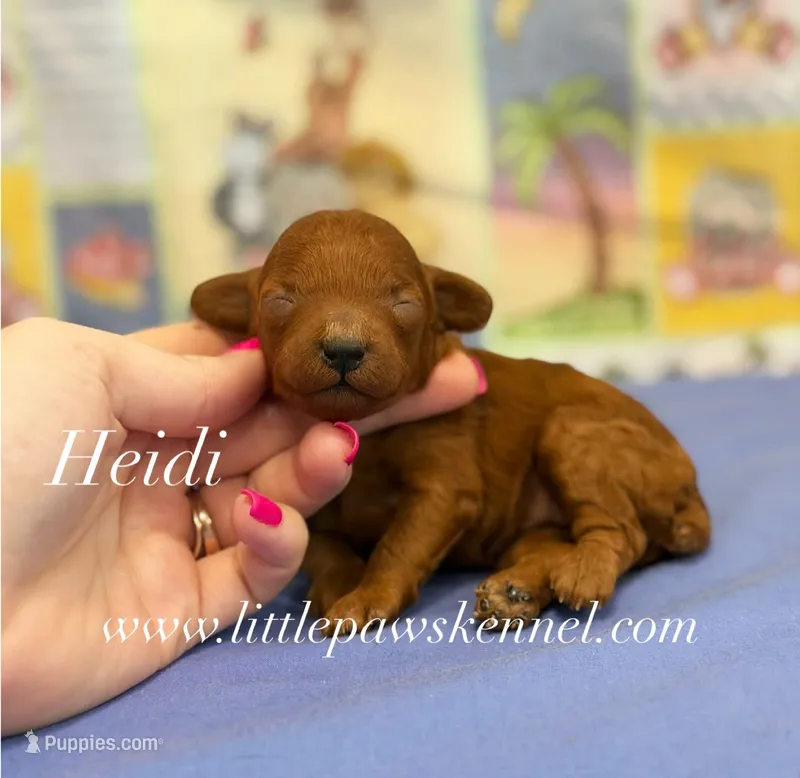 Heidi – Poodle - Toy  puppy for sale in Winnsboro, LA