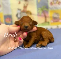 Heidi, a female Poodle - Toy  for sale in Winnsboro, LA – 1 of 1