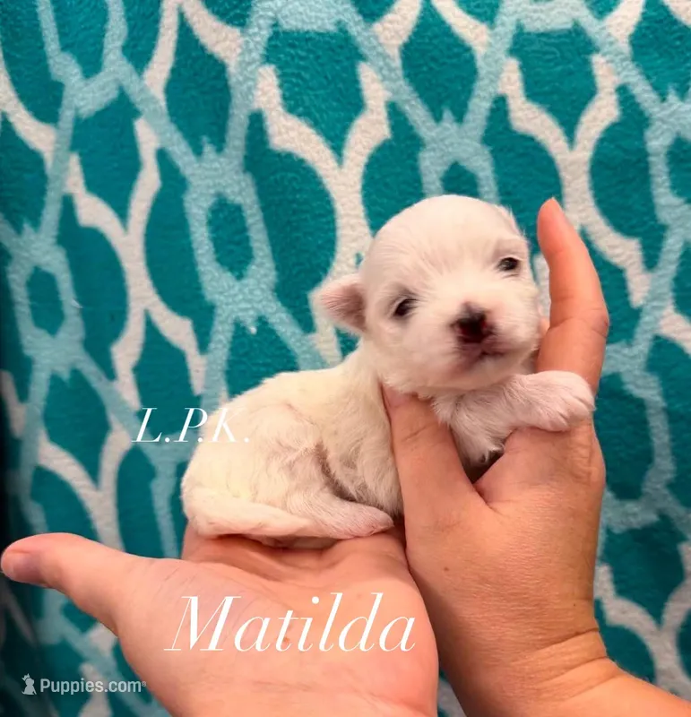 Matilda – Maltese puppy for sale in Winnsboro, LA
