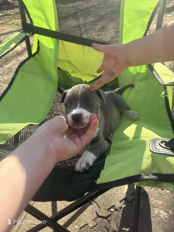 Blue – Chinese Shar-Pei, American Pit Bull Terrier puppy for sale in Kansas City, MO
