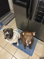 Blue, a male Chinese Shar-Pei and American Pit Bull Terrier for sale in Kansas City, MO – Photo 2 of 2