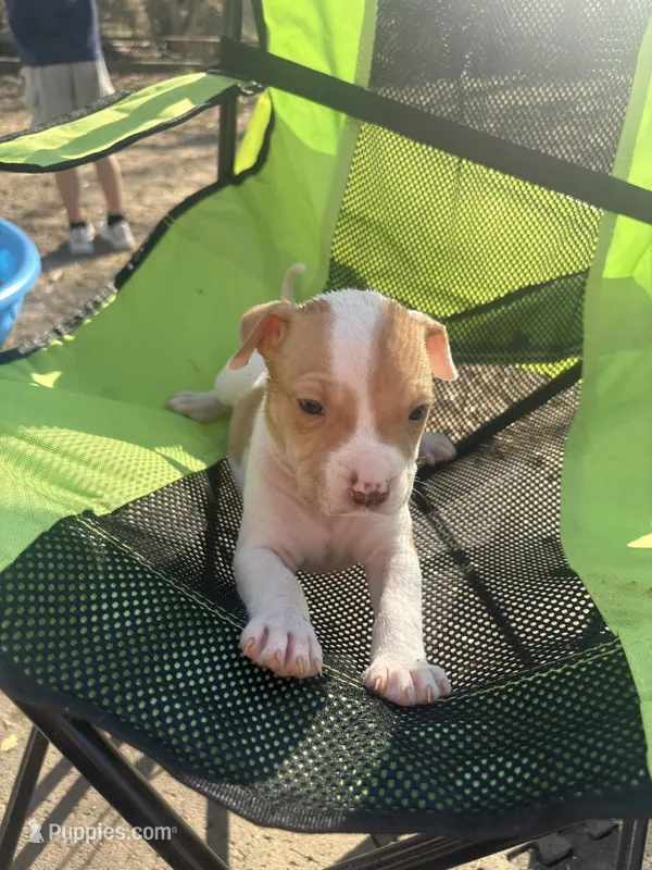 Youngie – Chinese Shar-Pei, American Pit Bull Terrier puppy for sale in Kansas City, MO